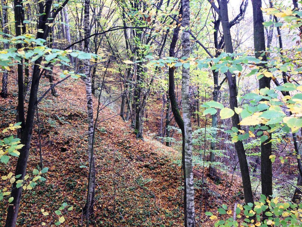 Osrodek Kwaskowa Villa Kazimierz Dolny Bagian luar foto